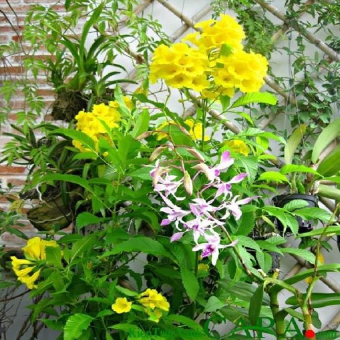 Hoa chuông vàng, gửi đi nguyên bầu, dòng bầu cây lớn