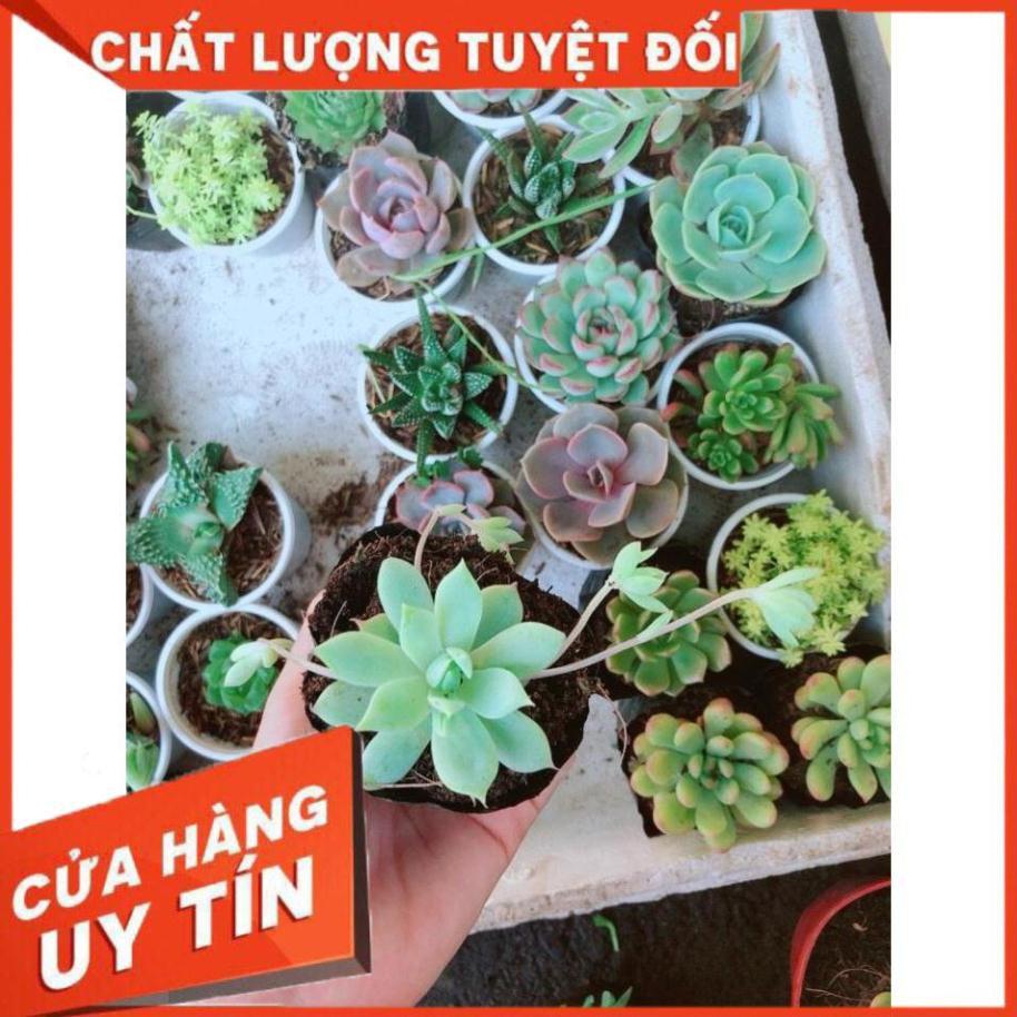 Combo 10 cây sen đá Nhiều Người Mua