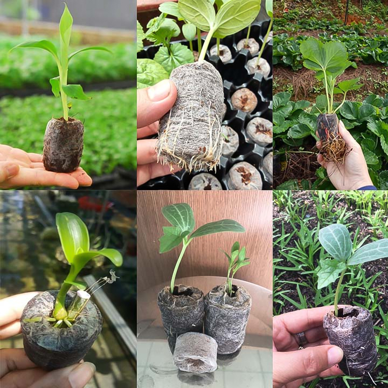 Viên nén xơ dừa, viên nén ươm hạt xơ dừa tiện ích bổ xung vi sinh hữu cơ cho cây trồng, hoa, các loại rau