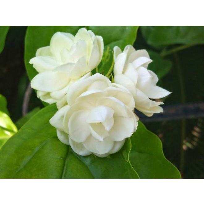 Cây Hoa Lài - Chậu Hoa Cây lài ta được dùng trồng làm cảnh, tạo khóm hoa, bồn cây xanh trang trí sân vườn
