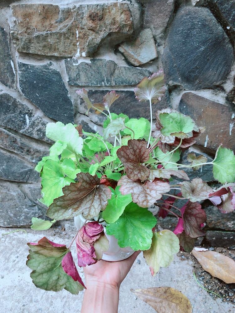 Chậu Cây Lá Màu