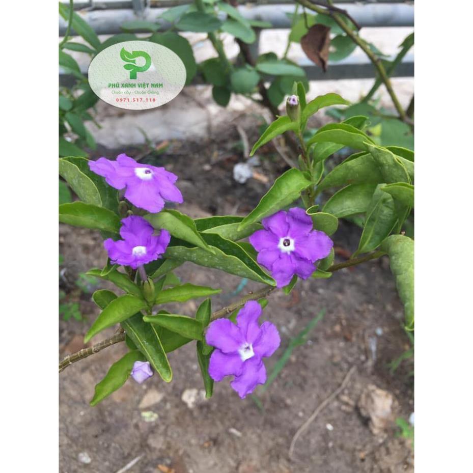 Hoa Nhài Nhật Hoa Đẹp, Dáng Cao, Nhiều Nhánh