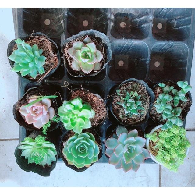 Combo 10 cây sen đá