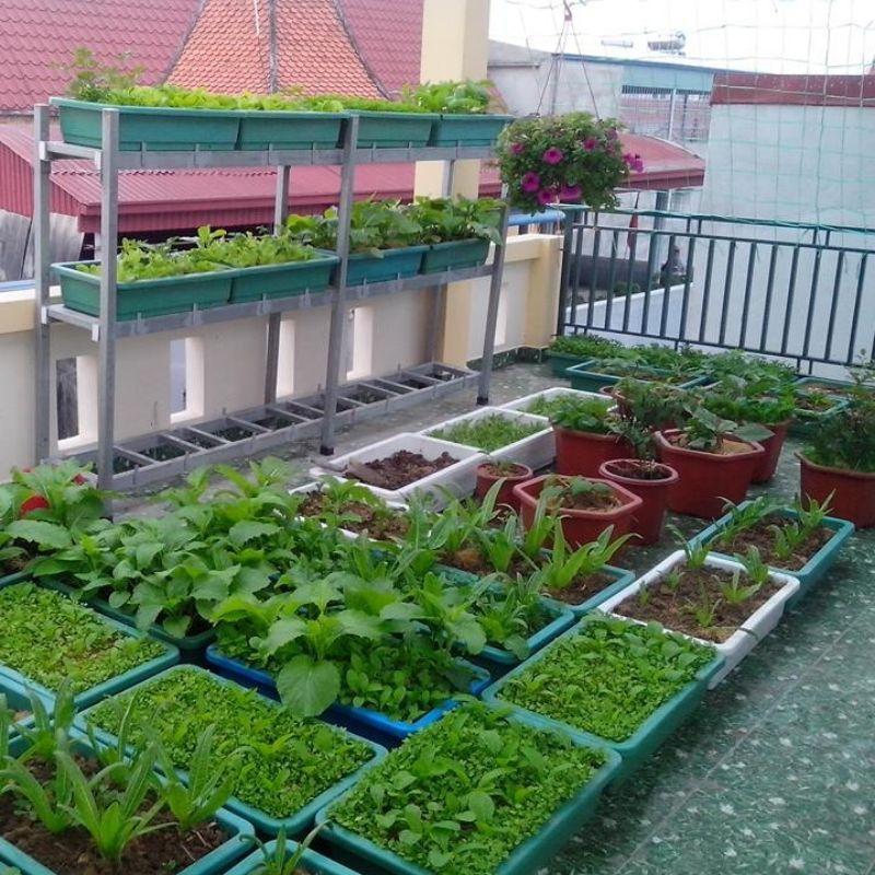 Tro Trấu Trồng Cây