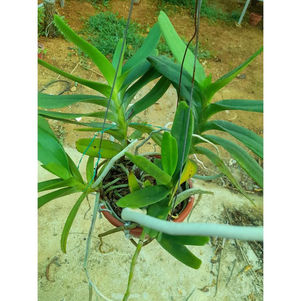Hoa lan Giáng hương môi quạt