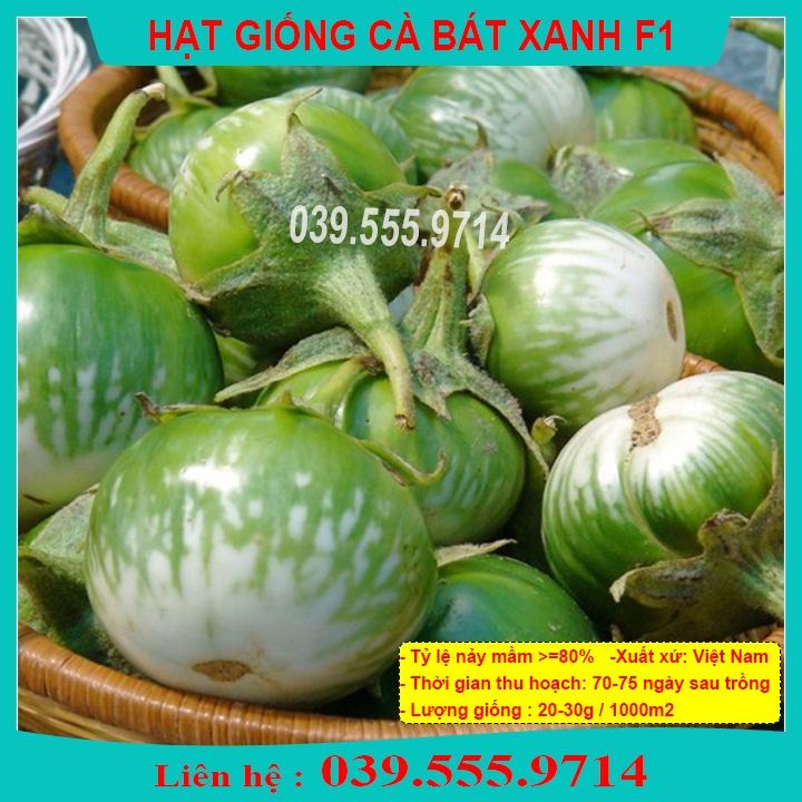 HẠT GIỐNG CÀ BÁT XANH - QUẢ CÀ TO TRÒN GIEO TRỒNG QUANH NĂM