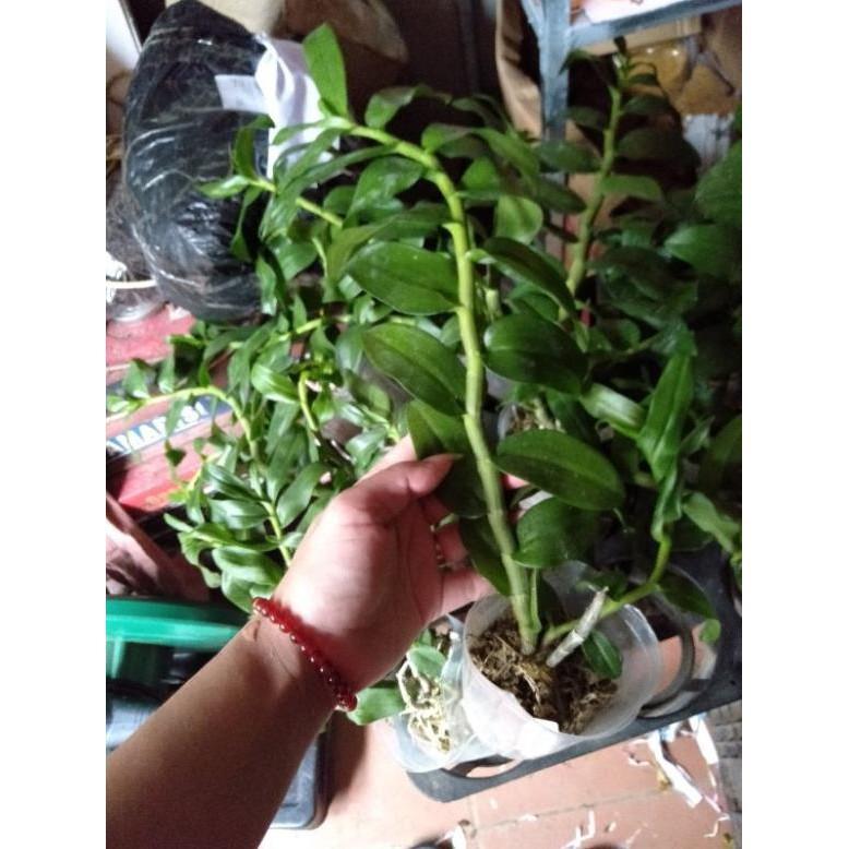 Hoa phong lan trầm thiên long