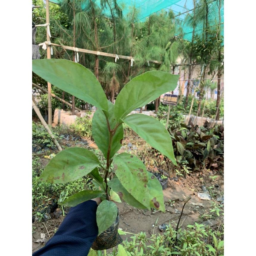 Cây giống na rừng đỏ