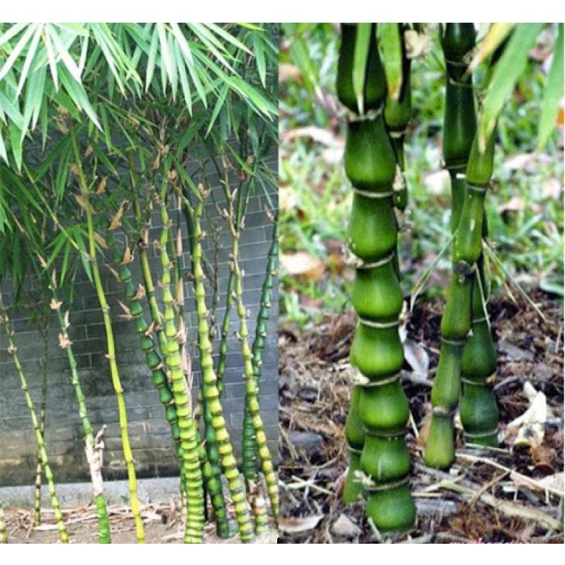 Cây Trúc đùi ếch