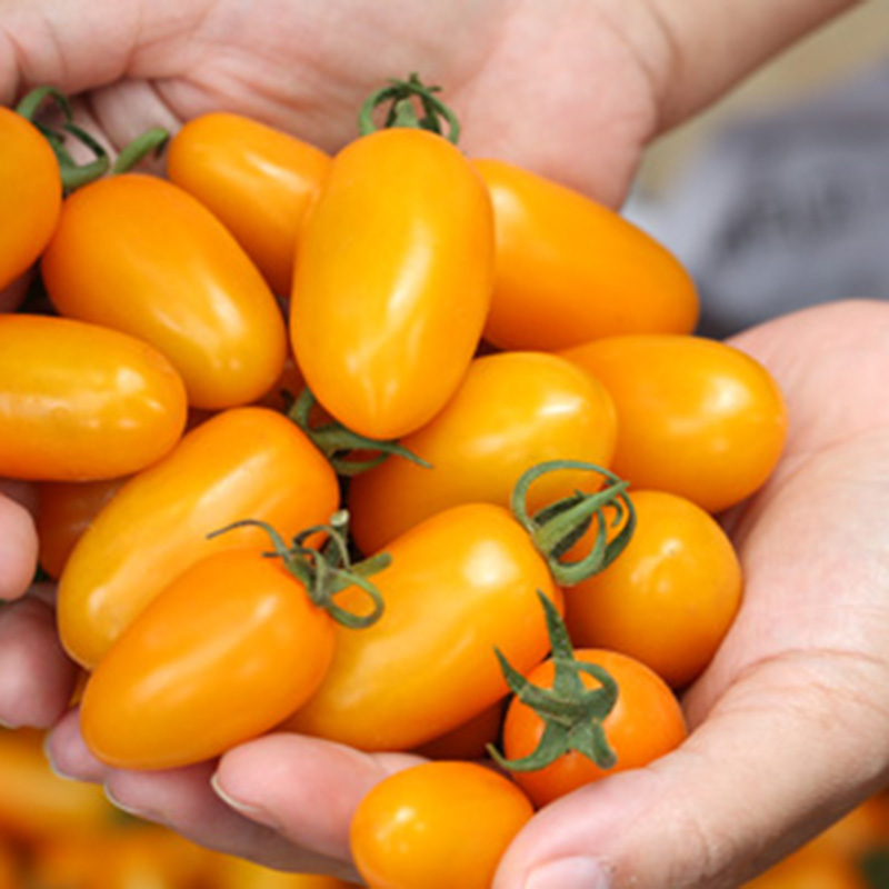 Hạt Giống Cà Chua Cherry Vàng F1