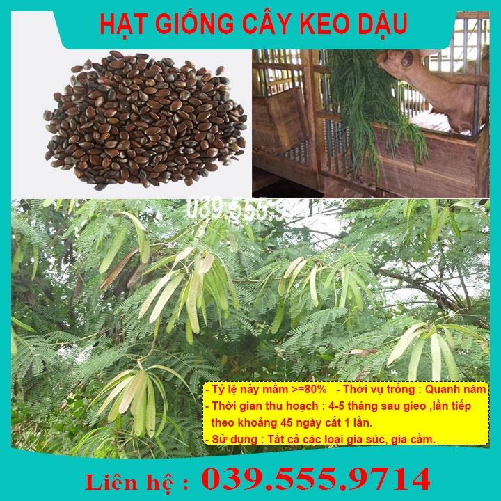 HẠT GIỐNG CÂY KEO DẬU 1KG - Hạt táo nhơn, bọ chét, bình linh, keo giun làm thức ăn chăn nuôi