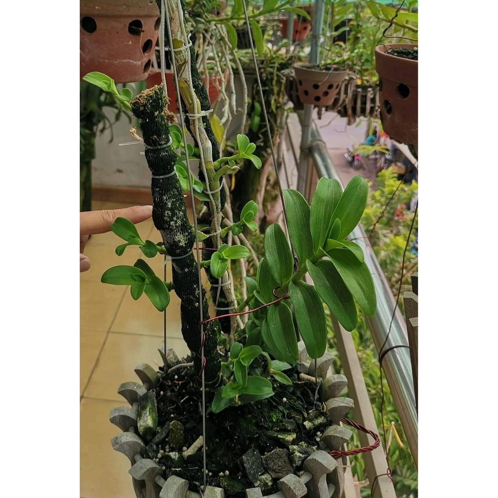SET 5KG VỎ THÔNG ĐÃ QUA XỬ LÝ M'ỎCHIDS