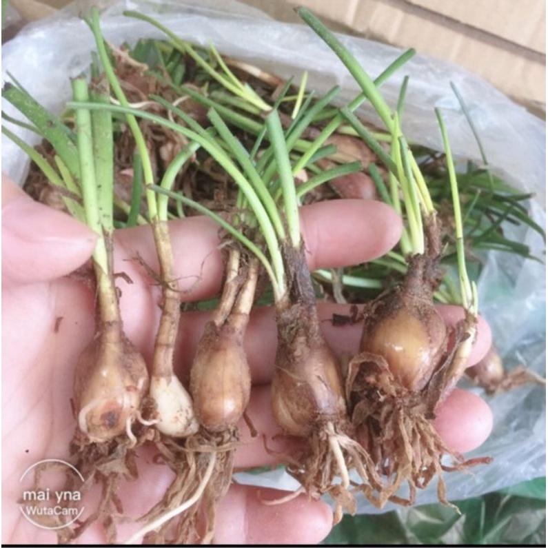 100 Củ giống hoa huệ mưa