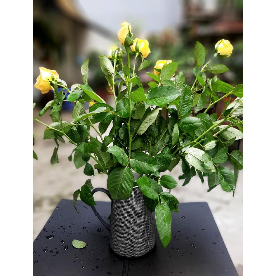 BÌNH SỮA GẠI ĐEN TRẮNG XUẤT ÂU, SẢN PHẨM SẢN XUẤT TẠI LÀNG NGHỀ TRUYỀN THỐNG BÁT TRÀNG