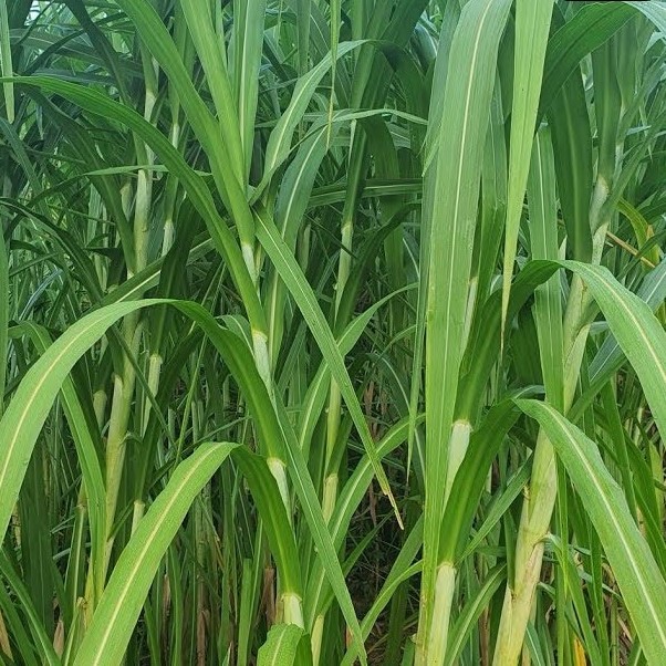 Gói 300g Hạt giống cỏ lại ngọt - Hạt giống cỏ chăn nuôi giàu dinh dưỡng, năng suất cao