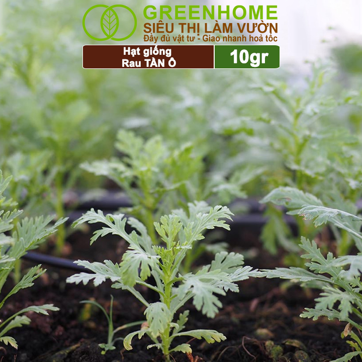 Hạt Giống Rau Tần Ô Greenhome, Gói 10g, Cải Cúc Dễ Trồng, Thu Hoạch Nhanh R02