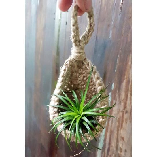 GIỎ TREO TRỒNG SEN ĐÁ, CÂY KHÔNG KHÍ