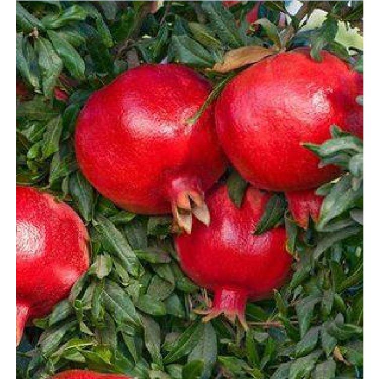 Hạt Giống Lựu Đỏ Đậm Ấn F1 - Gói 10 hạt/Tặng gói kích thích hạt nảy mầm