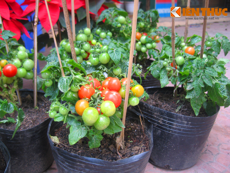 Hạt giống cà chua bi đỏ lùn, dễ trồng, thích hợp trồng chậu - gói 0,3 gam/gói