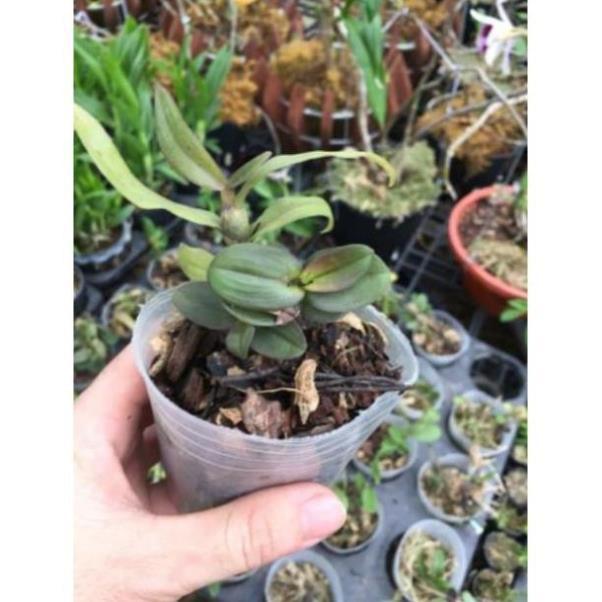 Hoa phong lan giả hạc đaklay gieo hạt+ 700g phân thỏ hữu cơ ki mập khỏe ấm chậu