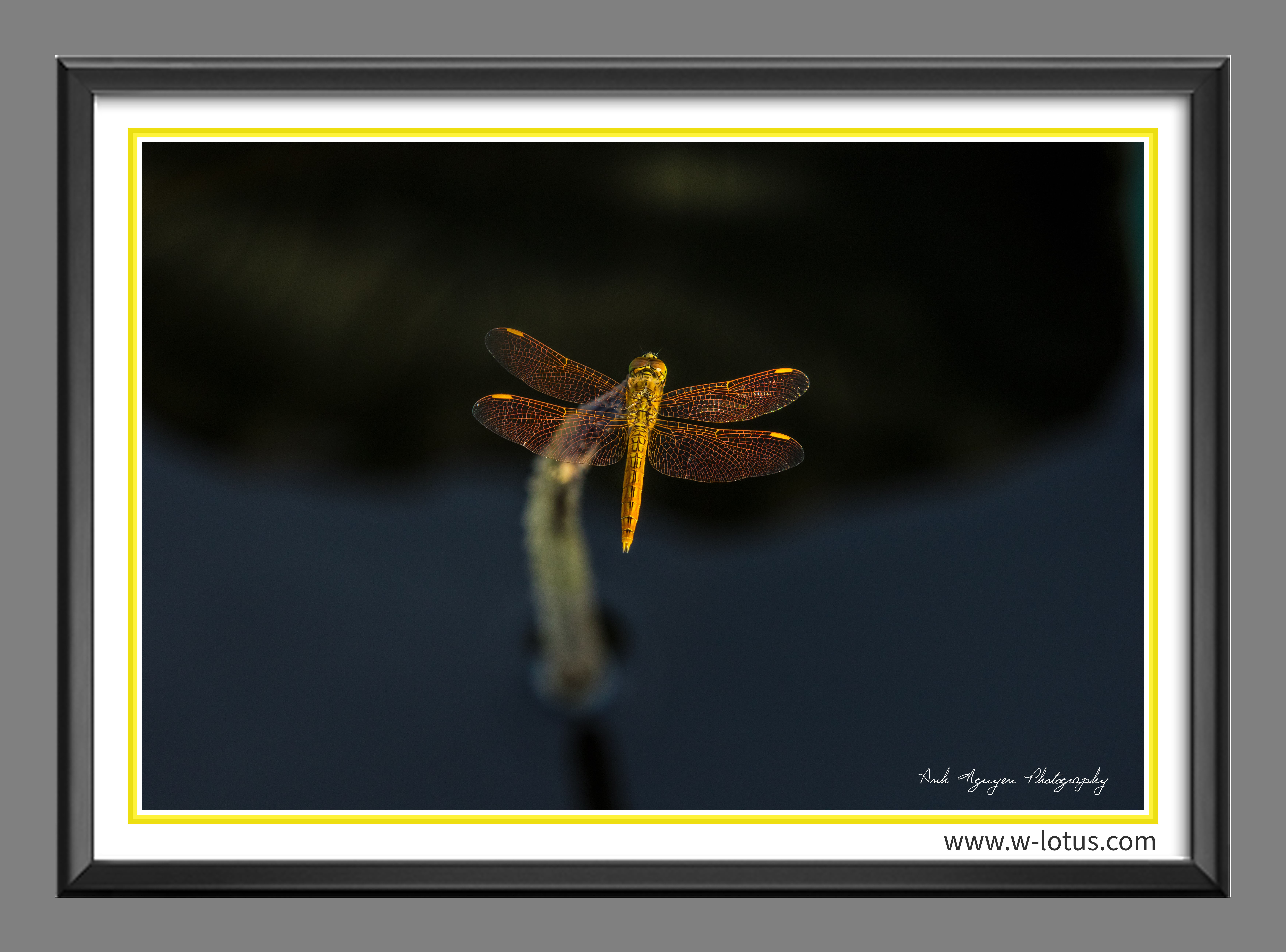 Tranh canvas hoa Sen treo phòng khách ST-00036