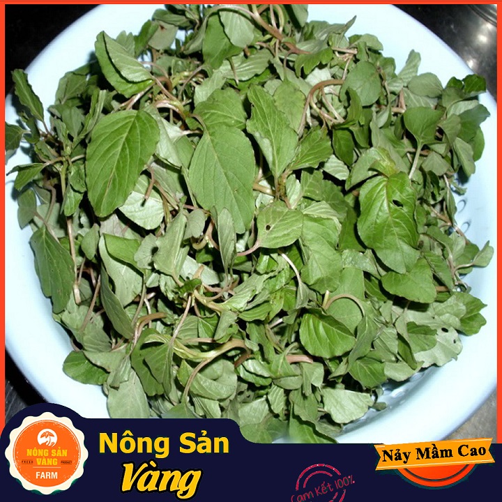 Hạt giống Rau Dền Cơm ( Gói 5 Gram ) - Nông Sản Vàng