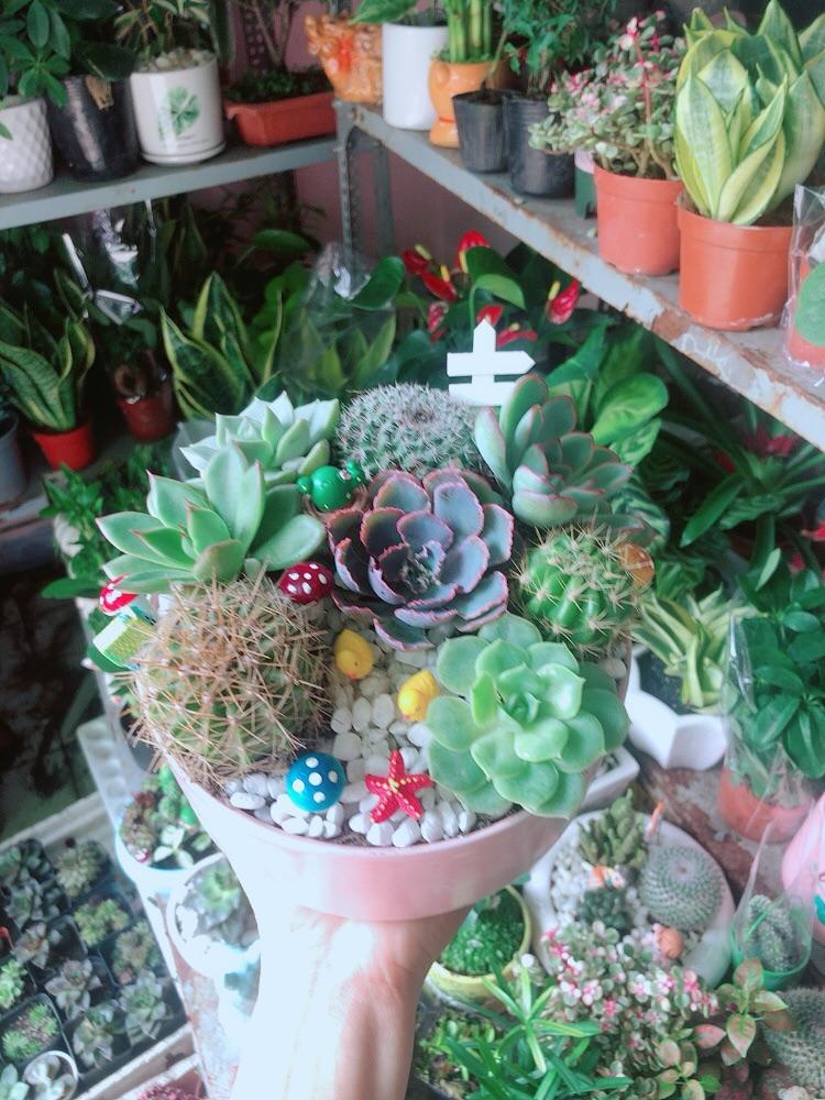 Chậu Sen Đá Xương Rồng Tiểu Cảnh