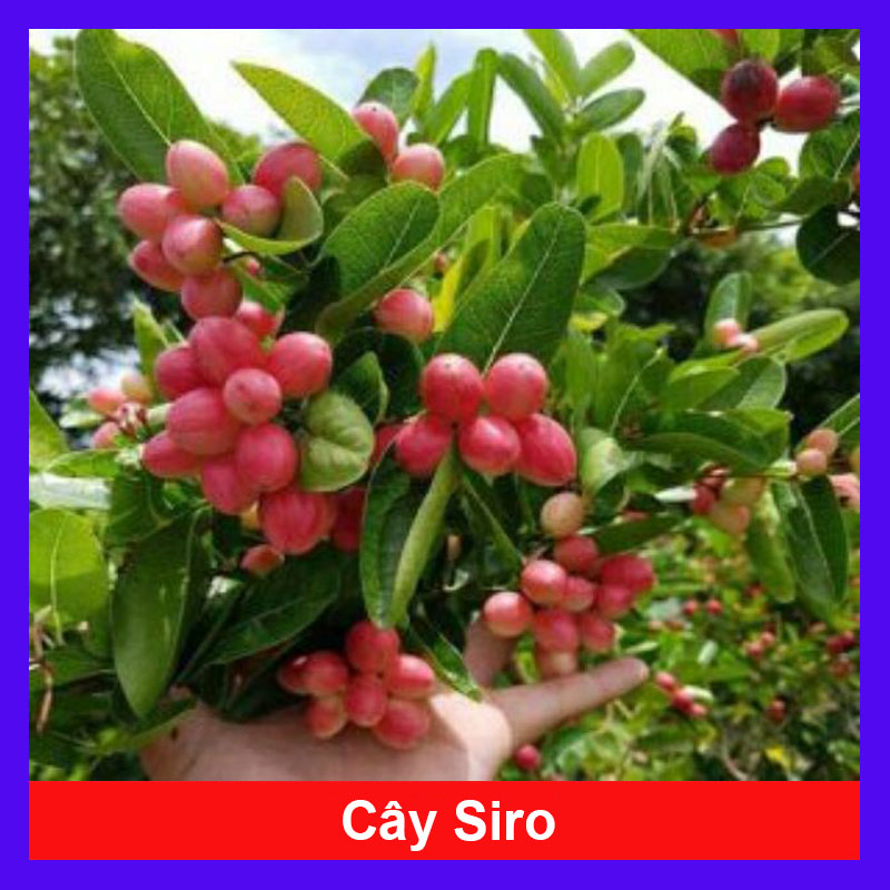 Cây siro cao 20cm (ảnh thật số 2)