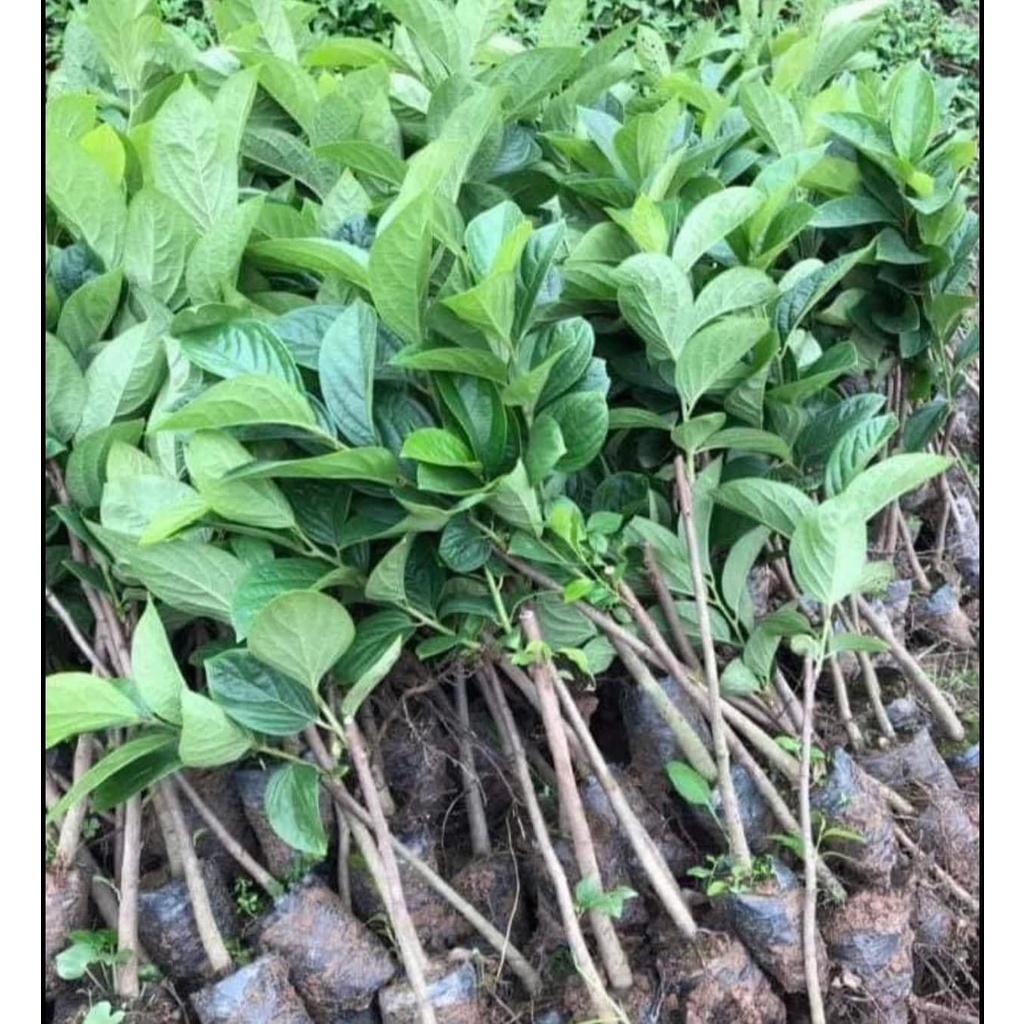 Cây giống Hồng Nhân Hậu.