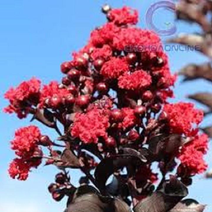 CHẬU CÂY HOA TƯỜNG VY HUYẾT LONG