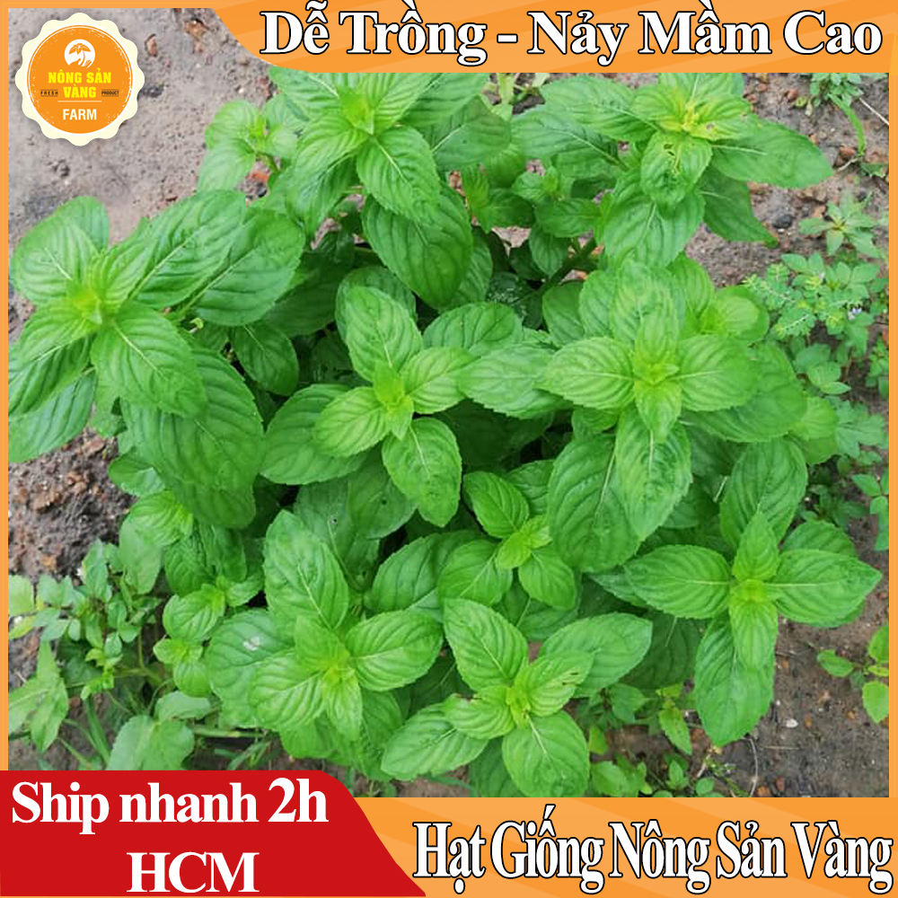 Hạt giống Cây Bạc Hà, Bạc Hà Cay Peppermint, Mùi Thơm Mát, Vị Cay The Mát Lạnh (Gói 100 Hạt) - Nông Sản Vàng