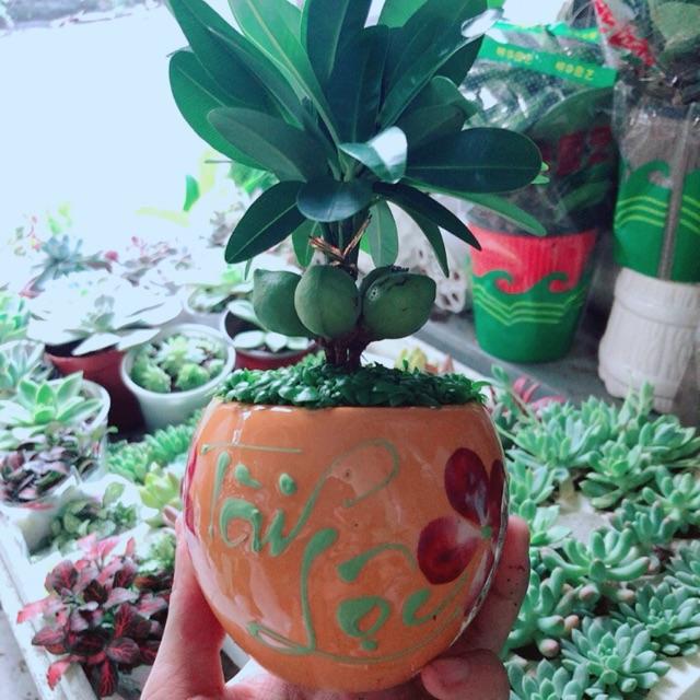 Chậu May Mắn Tài Lộc