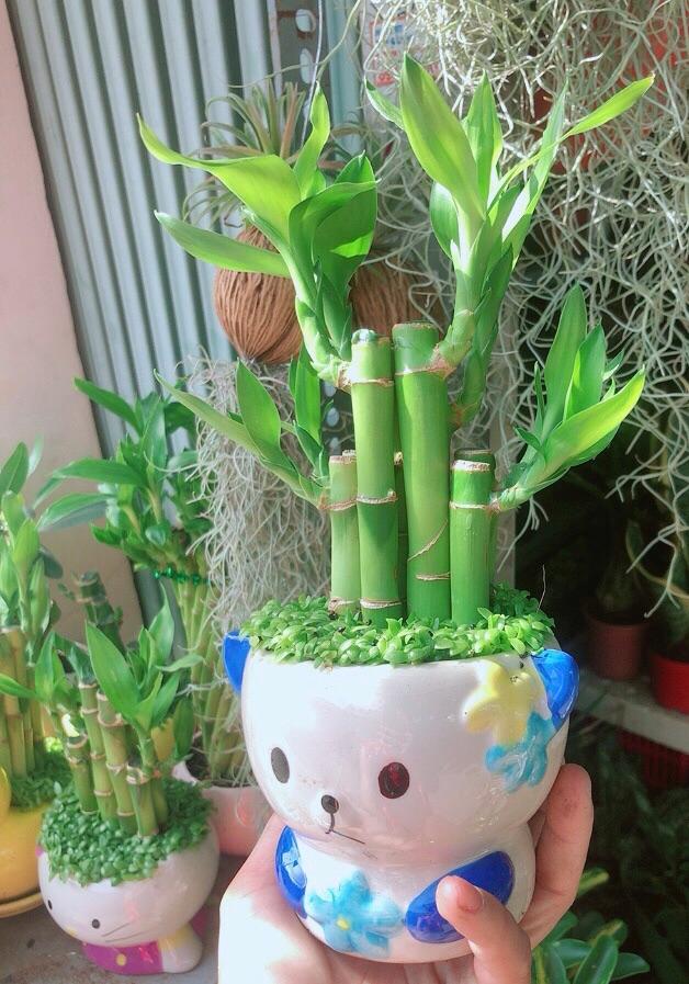 Chậu Trúc Phát Tài