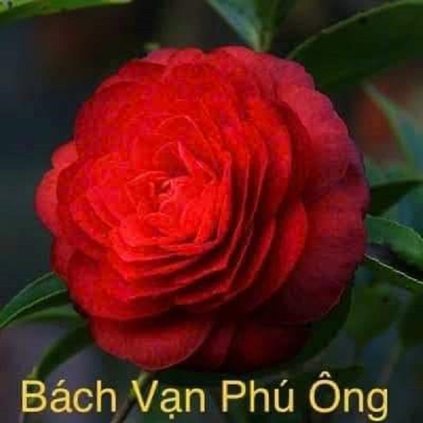 Cây trà my nhập ngoại, Bách Vạn Phu ông, giống trà my mới, hoa kép bền đẹp, cam kết chuẩn giống