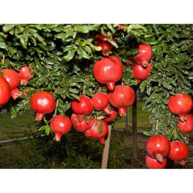 Cây Lựu đỏ Mỹ... siêu sớm