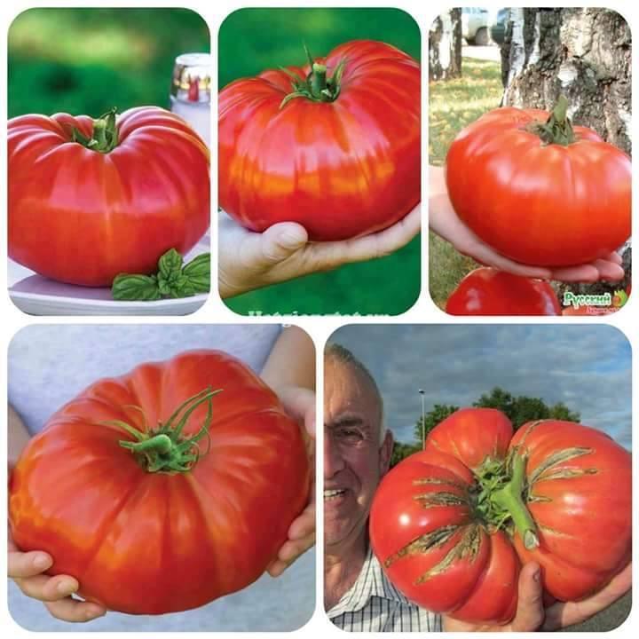 Hạt giống cà chua đỏ khổng lồ - Gói 20 hạt ( tặng gói kích thích hạt nảy mầm )