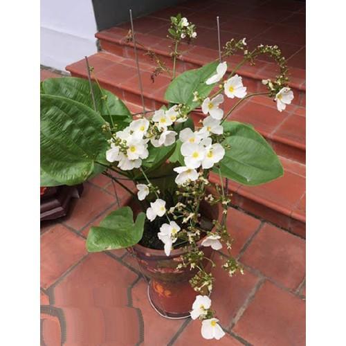CHẬU CÂY BÁCH THỦY TIÊN