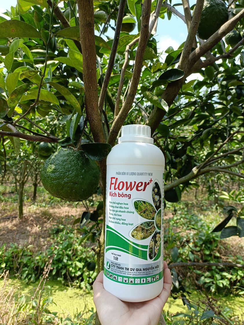 PHÂN BÓN KÍCH THÍCH RA HOA, GIÚP CÂY RA HOA ĐỀU VÀ ĐỒNG LOẠT - FLOWER KÍCH BÔNG 1L