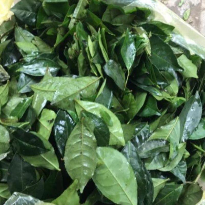 1kg lá chè xanh (trà xanh) rừng tươi sạch, cắt cả cành và lá tươi