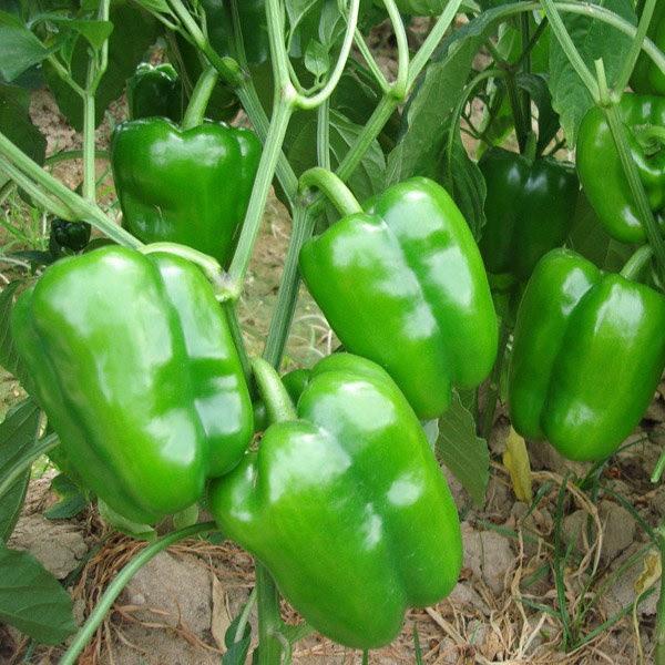 30 HẠT GIỐNG ỚT CHUÔNG XANH NGỌT F1