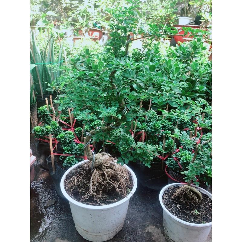 Cây Cần Thăng Bonsai Lớn