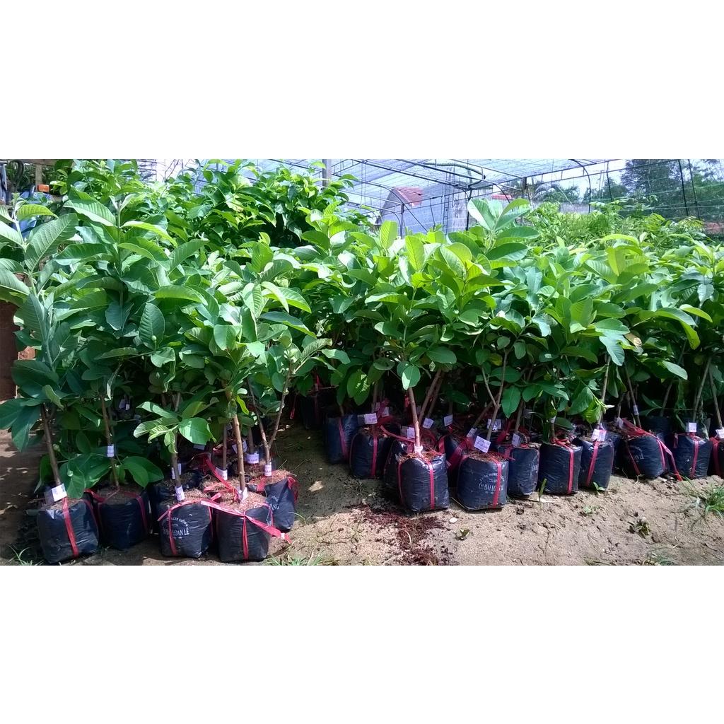 4 KG QUẢ ỔI SẺ RỪNG.