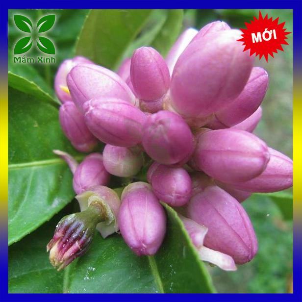 Cây giống Chanh Bông Tím