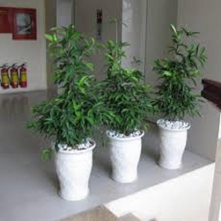 CHẬU CÂY TRÚC NHẬT