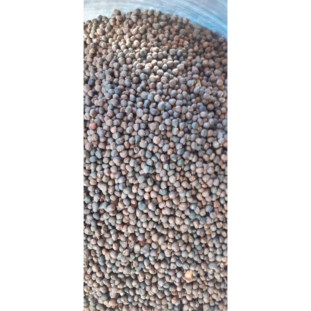 200gram hạt bông gòn giống