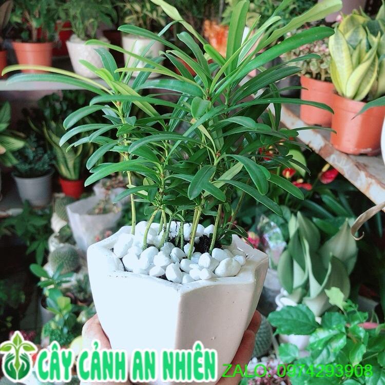 Chậu Tùng Vạn Niên