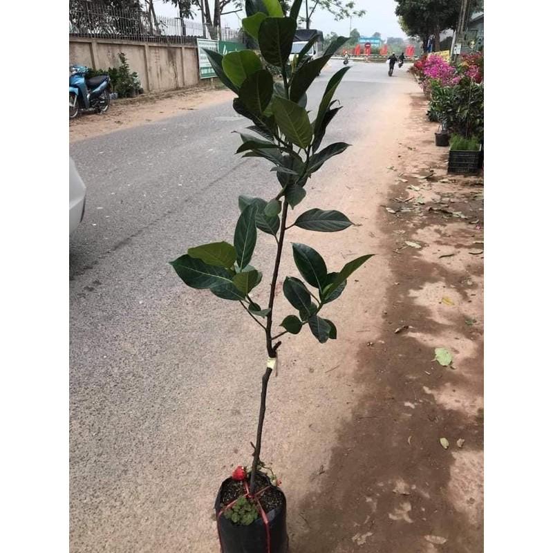 CÂY MÍT KHÔNG HẠT