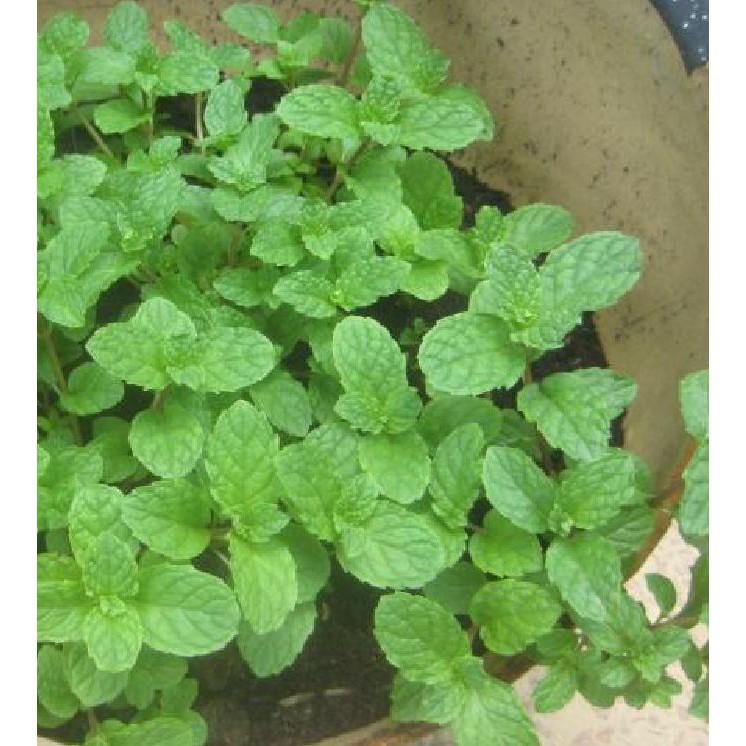 Hạt giống Húng bạc hà – 0.1Gram/gói