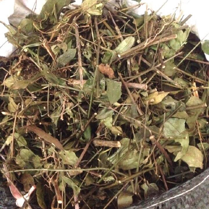 Combo 2 cây chè vằng giống