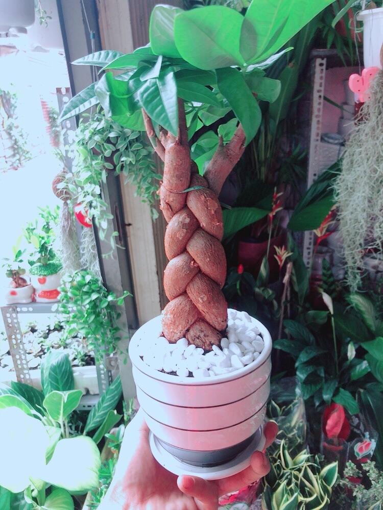 Chậu Cây Kim Ngân Thắt Bính